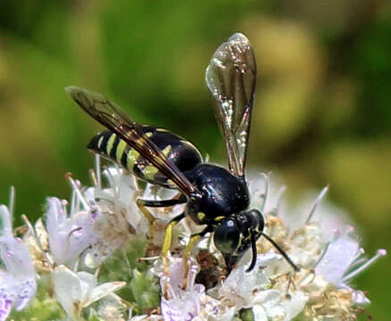 Image of Bicyrtes quadrifasciatus (Say 1824)