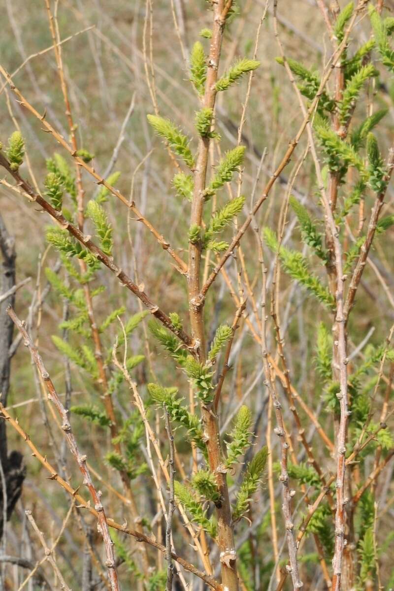 صورة Myricaria bracteata Royle