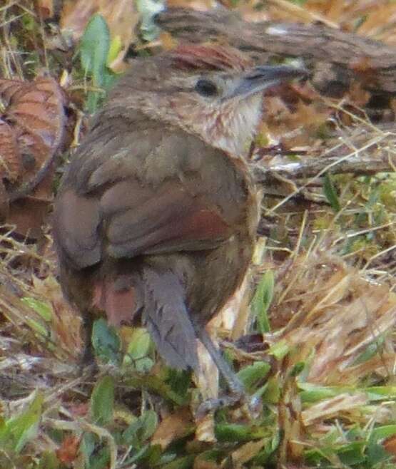 Image of Spot-breasted Thornbird