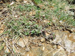 Image of Tridax mexicana A. M. Powell