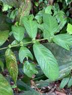 Urophyllum streptopodium Wall. ex Hook. fil. resmi