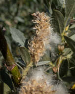 Image of Gray-Leaf Sierran Willow