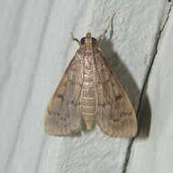 Image of Dusky Herpetogramma