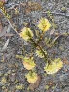 Image of Pimelea lehmanniana Meissn.