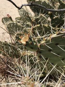 Plancia ëd Opuntia engelmannii var. engelmannii