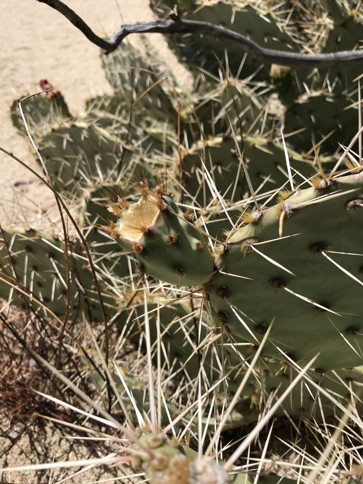 Image of cactus apple