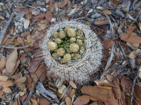 Image of greenflower nipple cactus