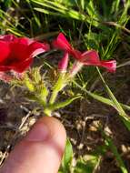 Image of Wilcox's phlox