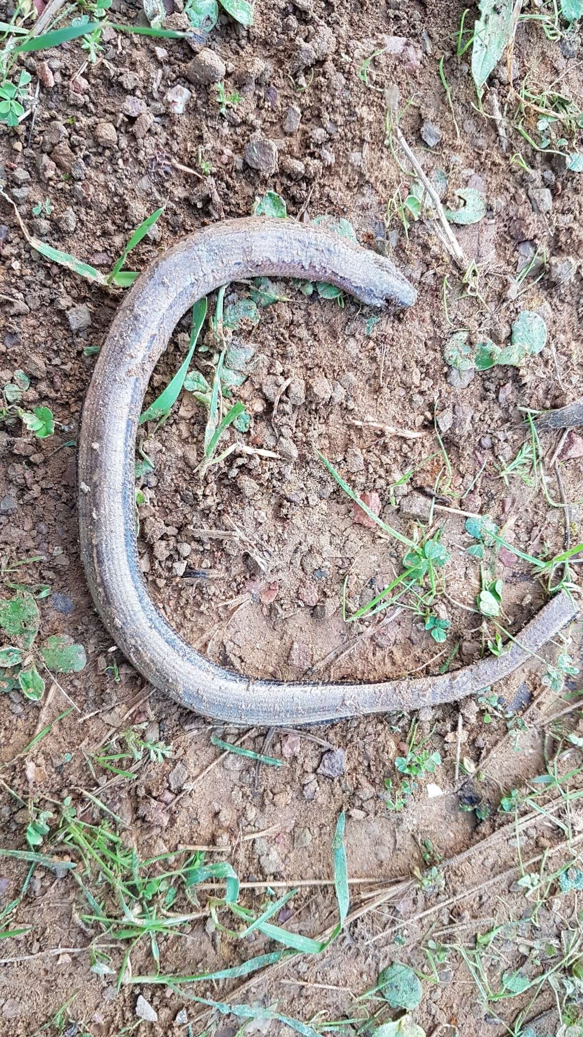 Image of Peloponnese slow worm