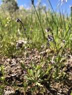 Imagem de Myosotis discolor subsp. discolor