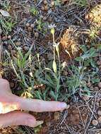 Rhodanthe stricta (Lindl.) P. G. Wilson的圖片