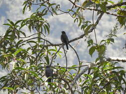 Image of Crested Cotingas