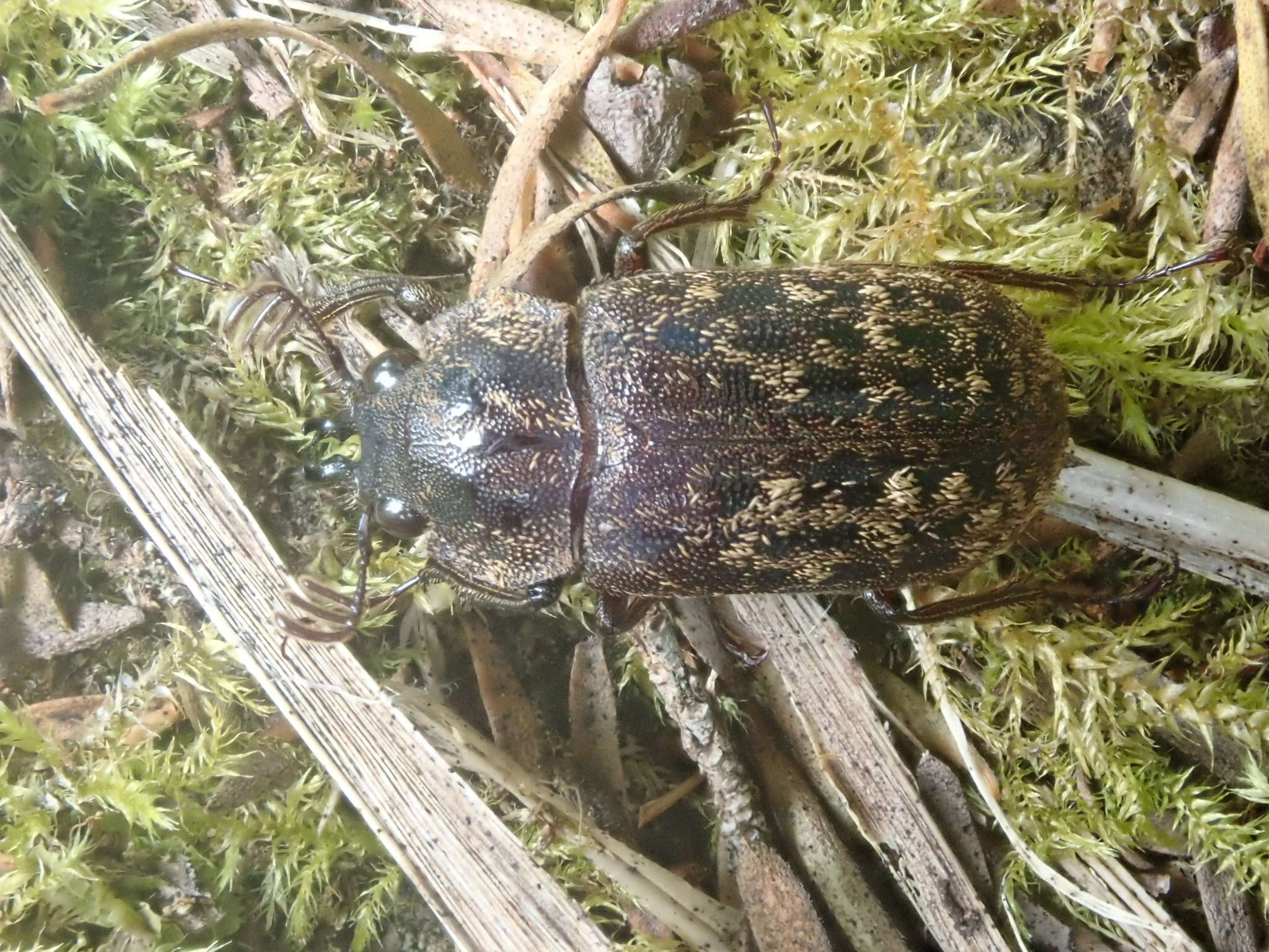 Image of Mitophyllus parrianus Westwood 1863