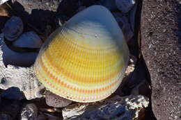 Image of giant Pacific eggcockle