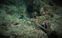 Image of Chinese spiny lobster