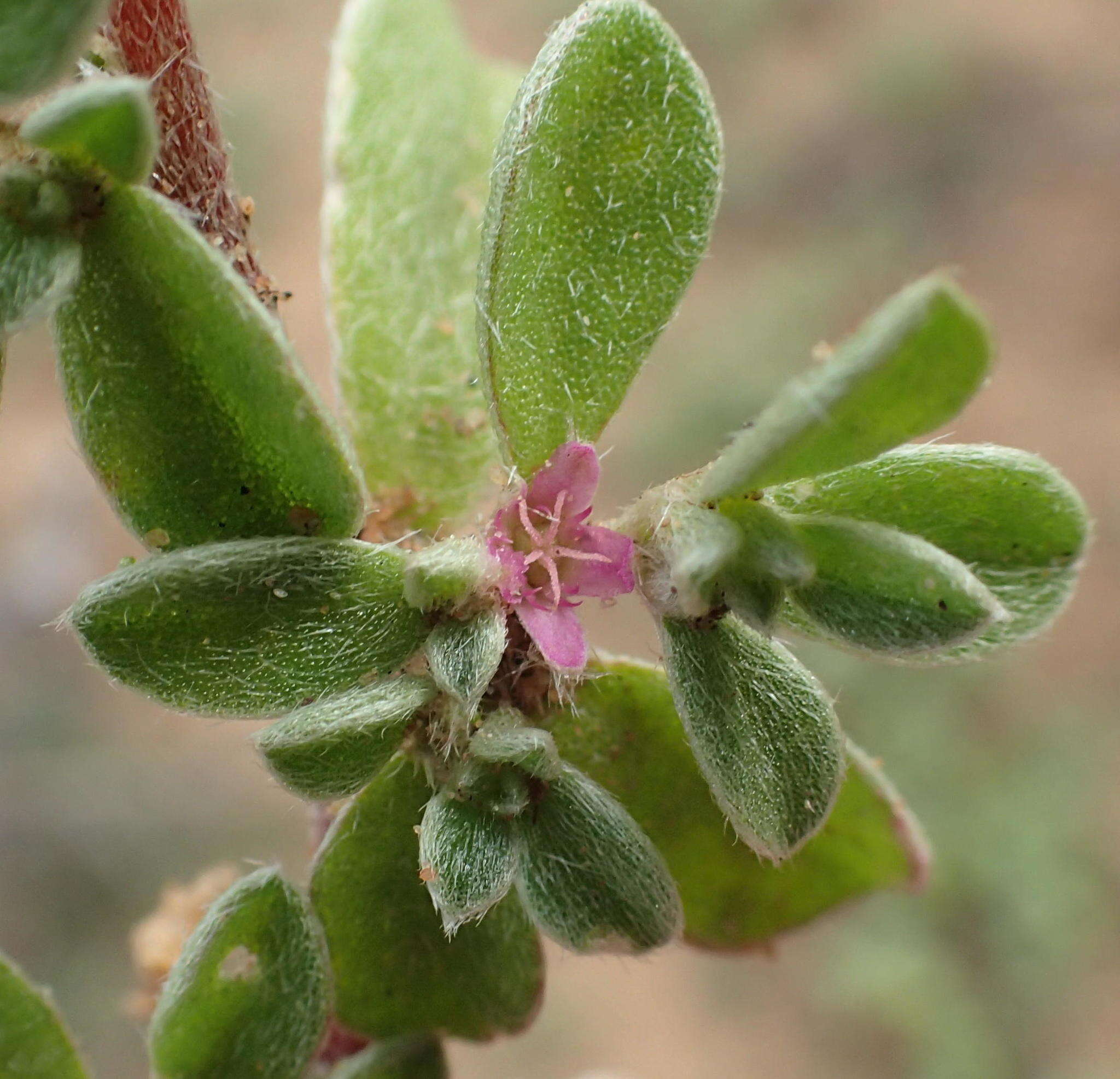 Image of Aizoon portulacaceum (Fenzl ex Harv. & Sond.) Klak