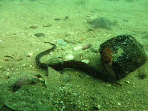 Image of Longsnout pipefish