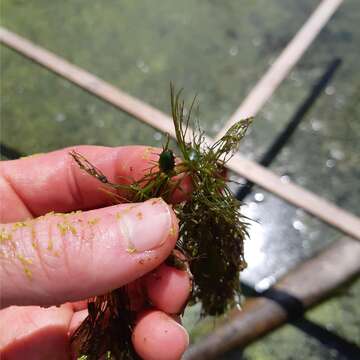 Image of Spineless Hornwort