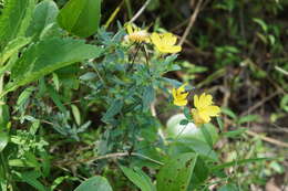 Plancia ëd Oenothera fruticosa L.