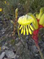 Image of Anigozanthos bicolor Endl.