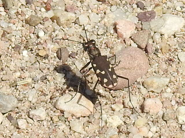 Image de Cicindela (Cicindelidia) sedecimpunctata Klug 1834