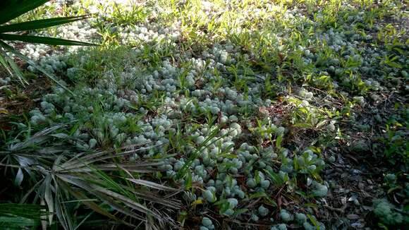 Imagem de Cladonia evansii Abbayes