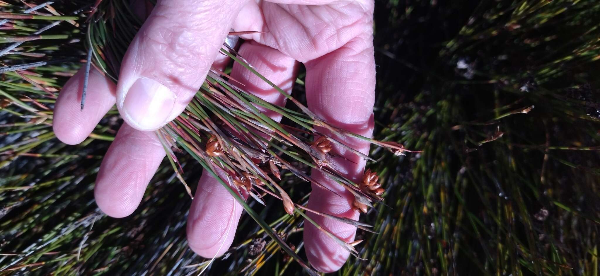 Слика од Mastersiella purpurea (Pillans) H. P. Linder