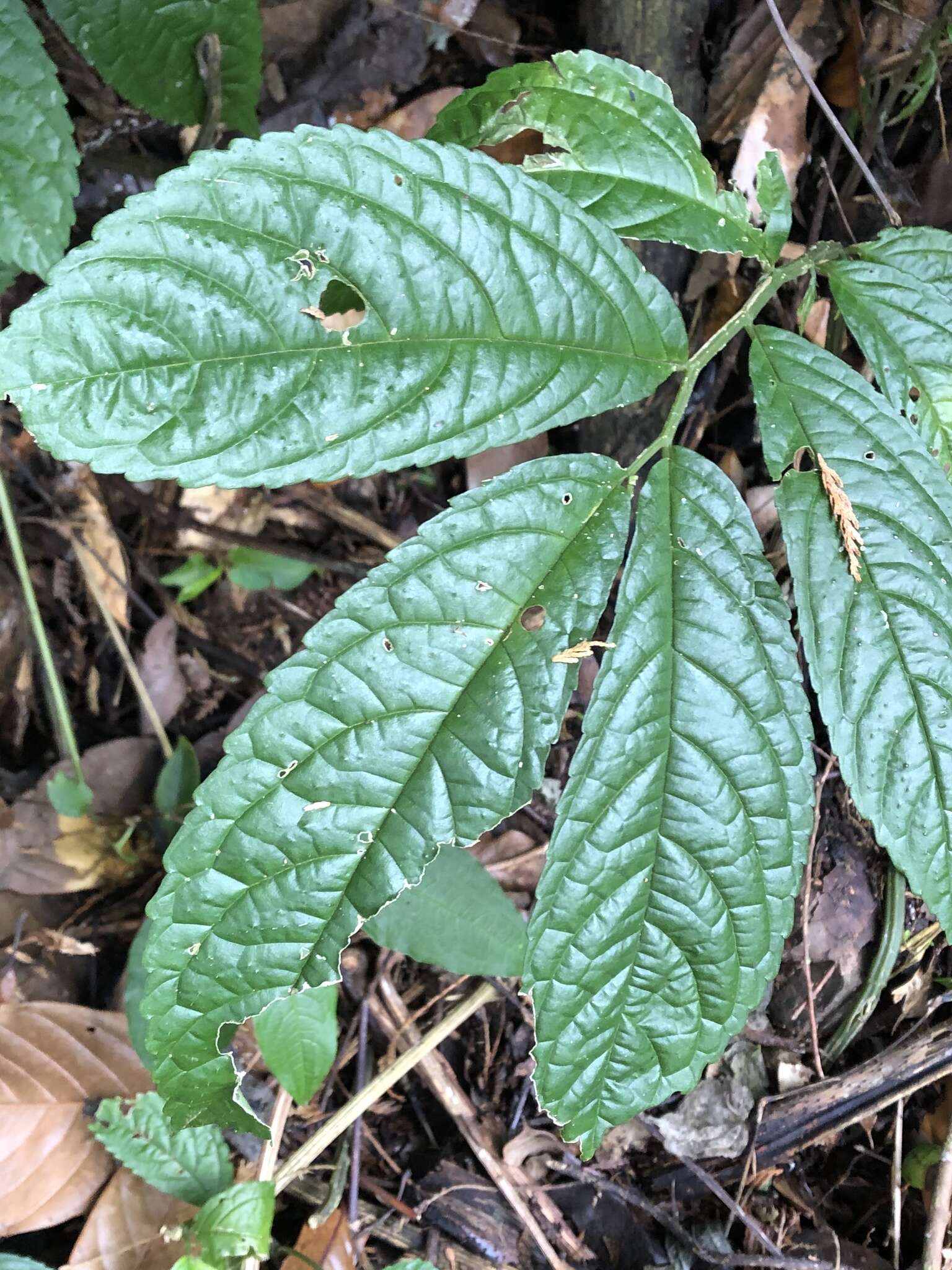 Image of Elatostema oblongifolium Fu