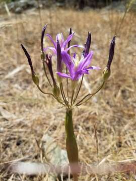 صورة Brodiaea sierrae R. E. Preston