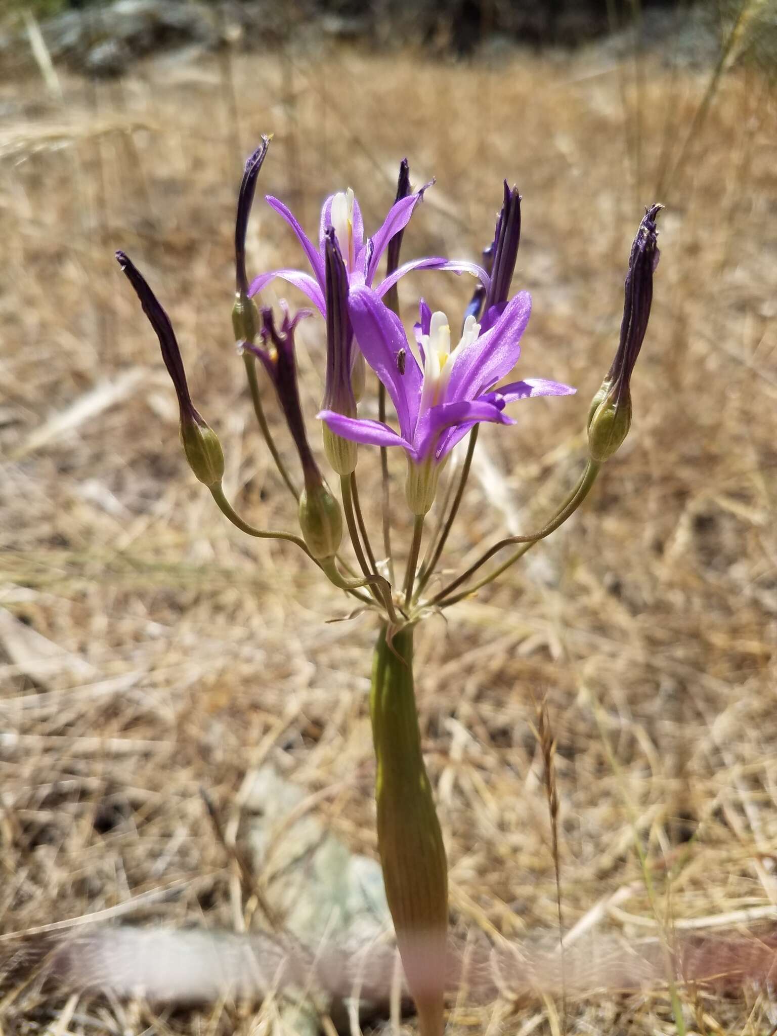 Sivun Brodiaea sierrae R. E. Preston kuva