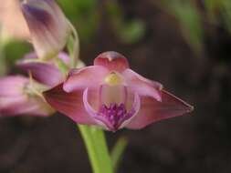 Image of Eulophia huttonii Rolfe