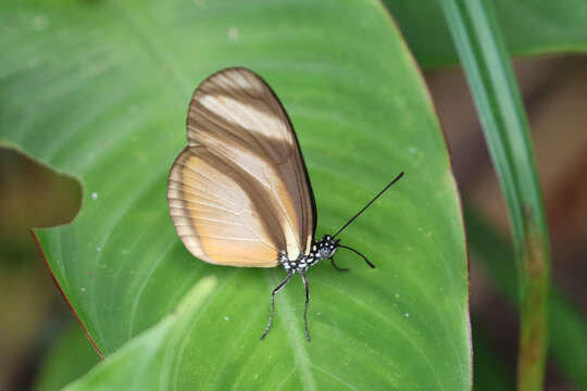 Image de Heliconiini