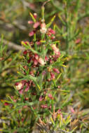 Imagem de Colletia spinosissima J. F. Gmel.