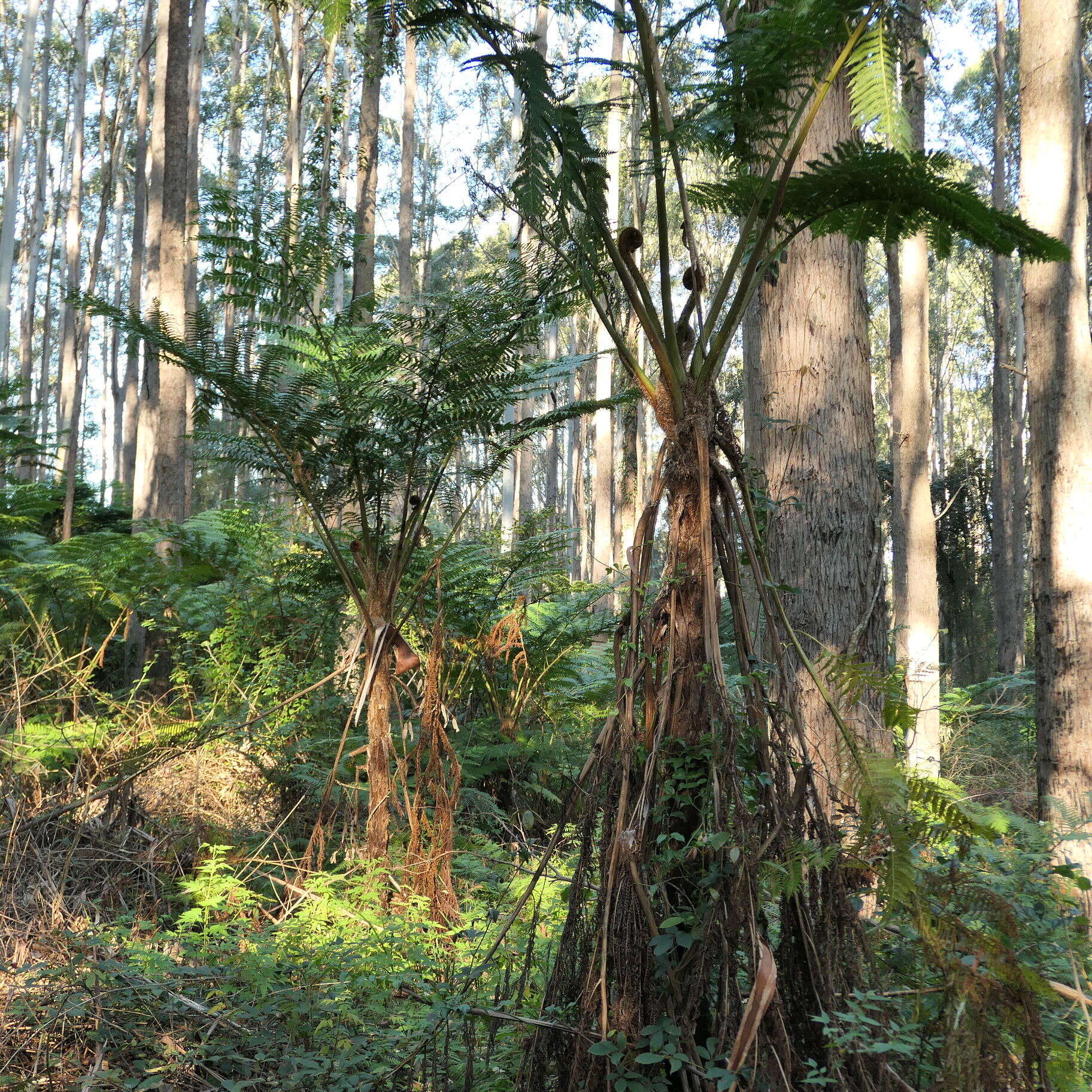 Image of Lacy Tree Fern