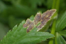 Image of Phytomyza astrantiae Hendel 1924