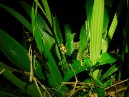 Image of Cachabi Robber Frog