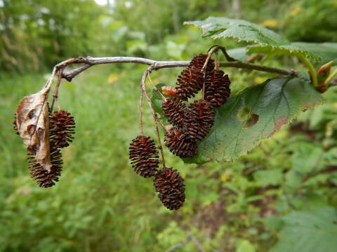 Image of mountain alder