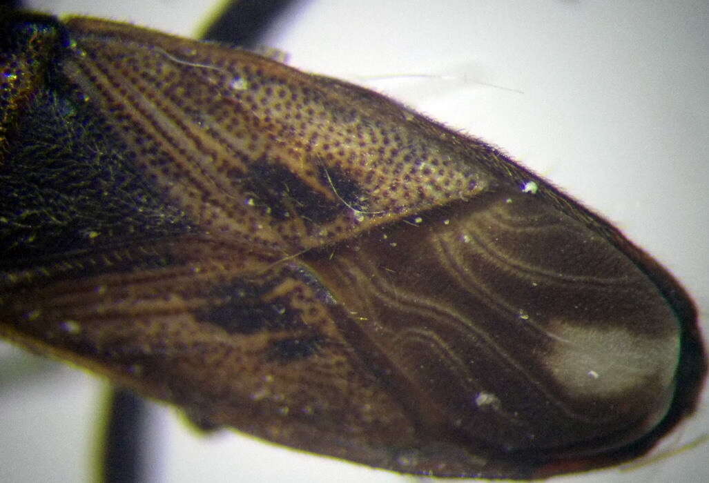 Image of Pezocoris apicimacula