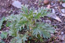 Image of Urtica cannabina L.