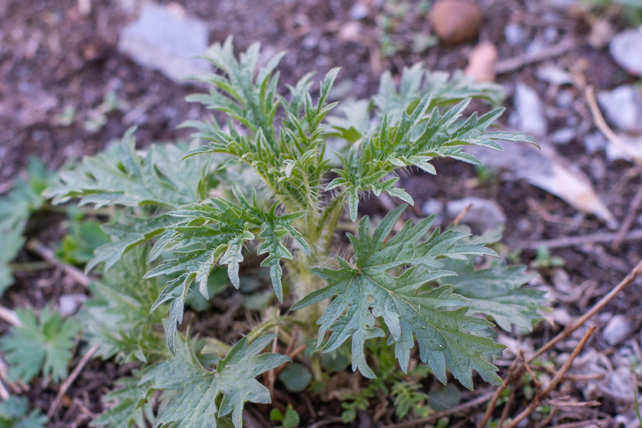 Image of Urtica cannabina L.