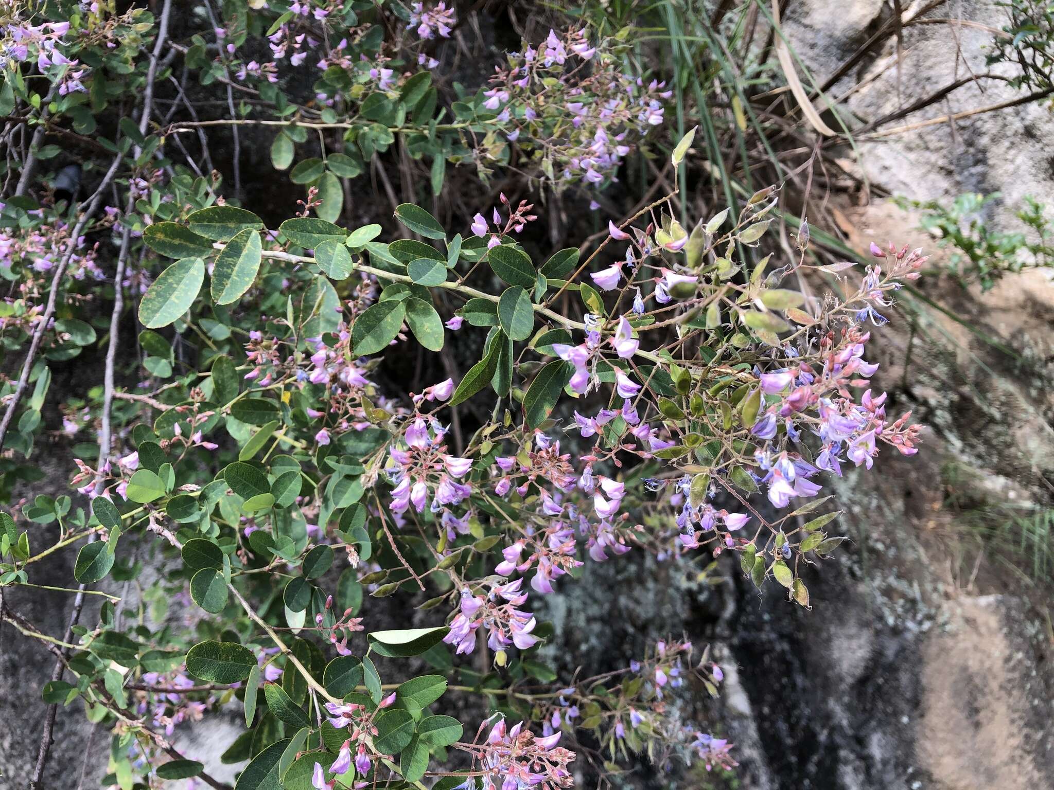 Image de Campylotropis macrocarpa var. giraldii (Schindl.) P. Y. Fu