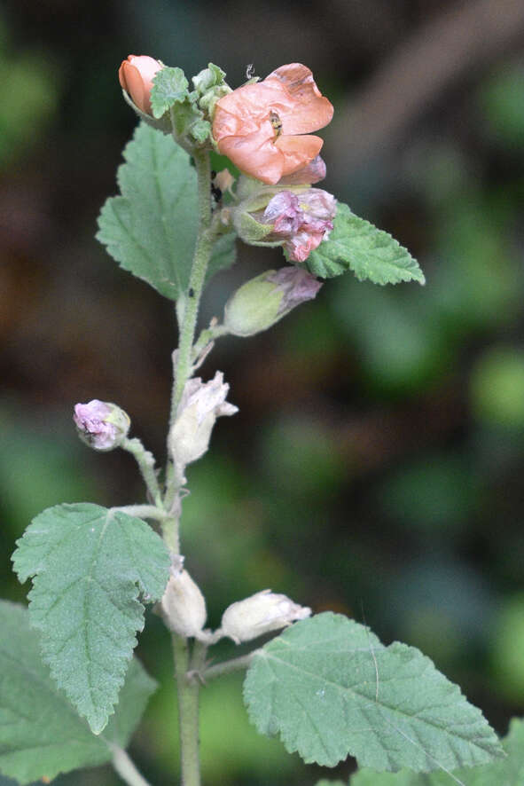 Imagem de Sphaeralcea bonariensis (Cav.) Griseb.