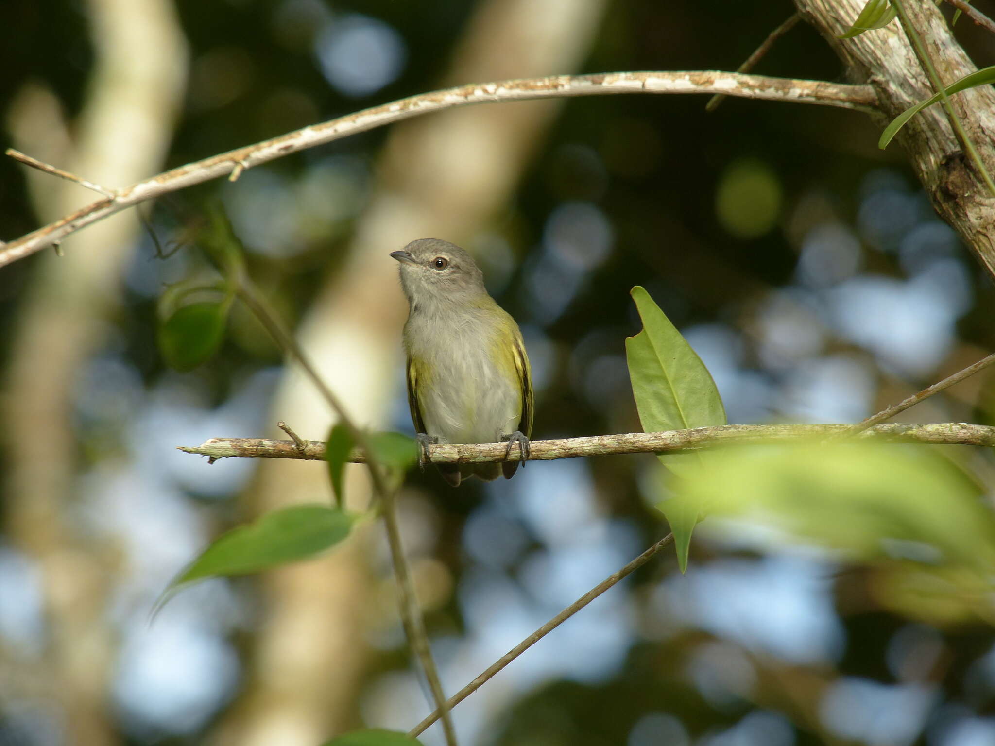 Image of Gray-capped Tyrannulet