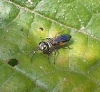 Image of Crabronid wasp