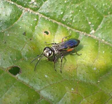 Image of Crabronid wasp