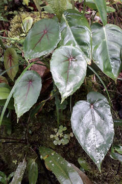 Image of Begonia pululahuana C. DC.