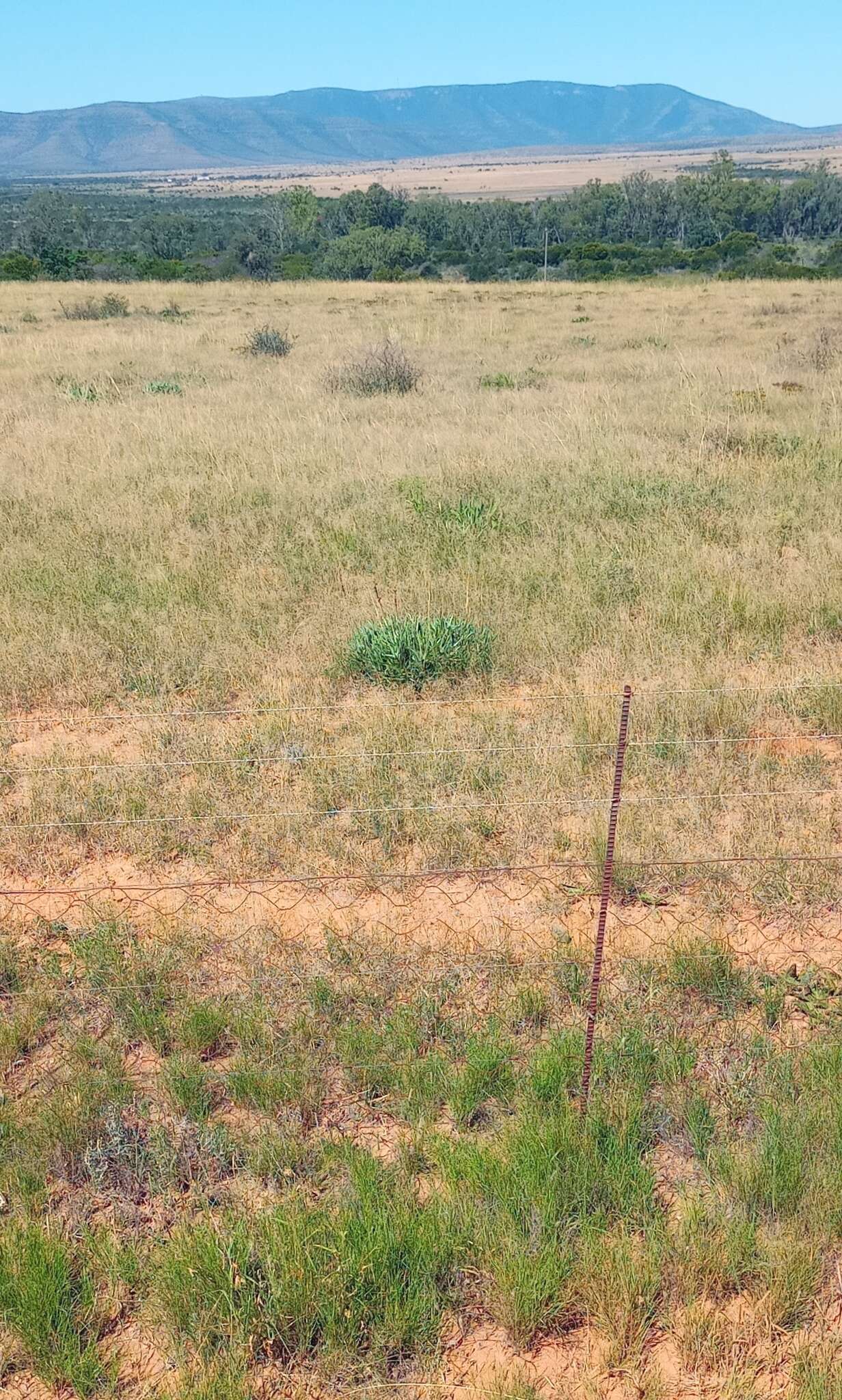 Image of Fence Aloe