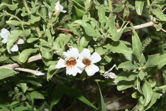 Image of Petalidium aromaticum Oberm.