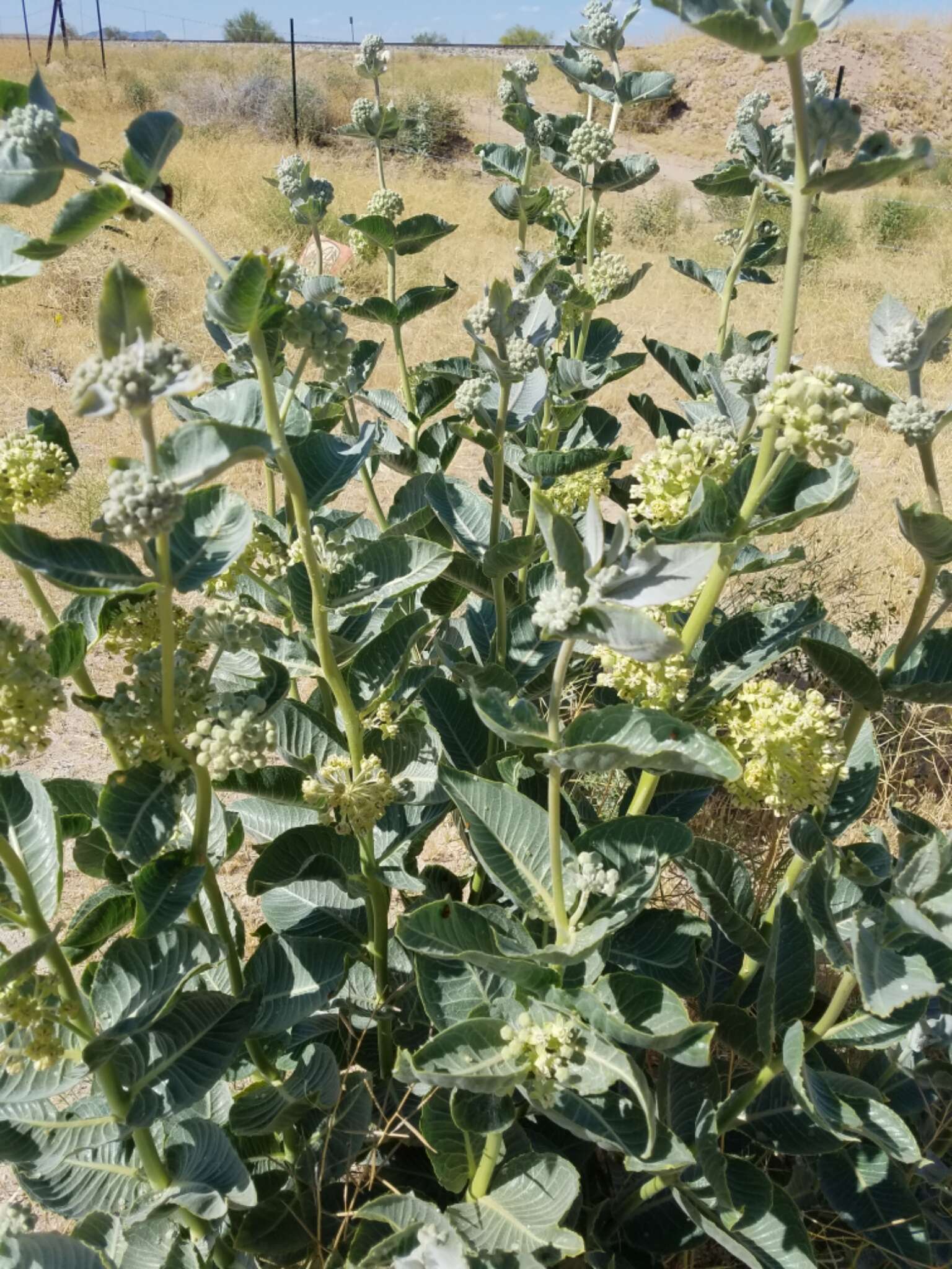 Asclepias erosa Torr.的圖片