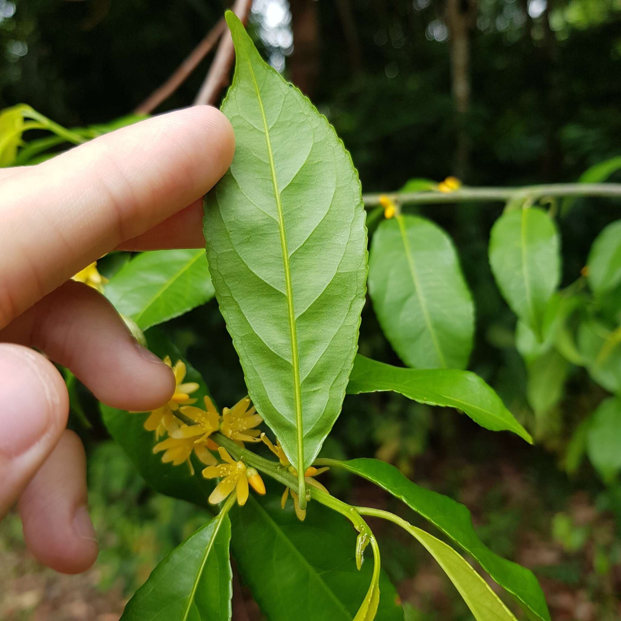 Imagem de Indorouchera griffithiana (Planch.) Hall. fil.